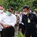 Porang, Dulu Tak Dilirik Sekarang Banyak Dicari Orang