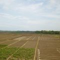 Kementan Akan Kembali Bangun Food Estate Berbasis Hortikultura di Jawa