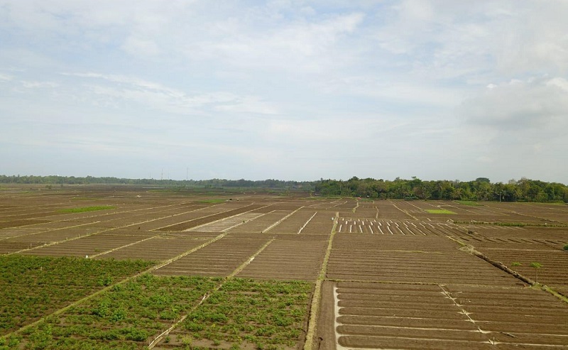 WhatsAppArea Lahan Food Estate - kementan- keuanganonline.id Image 2021-06-19 at 12.30.54 (1)