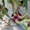 Bawang Merah Biji TTS - keuanganonline.id