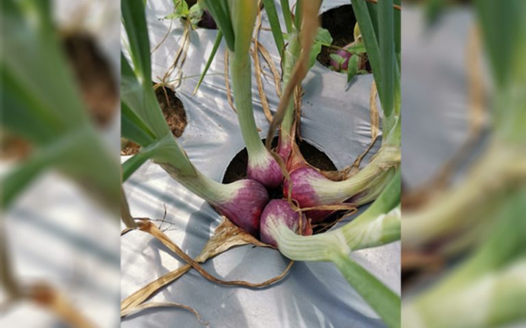 Bawang Merah Biji TTS - keuanganonline.id