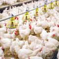 Pemerintah Tegaskan Terus Berupaya Solusi Terbaik Perunggasan Nasional