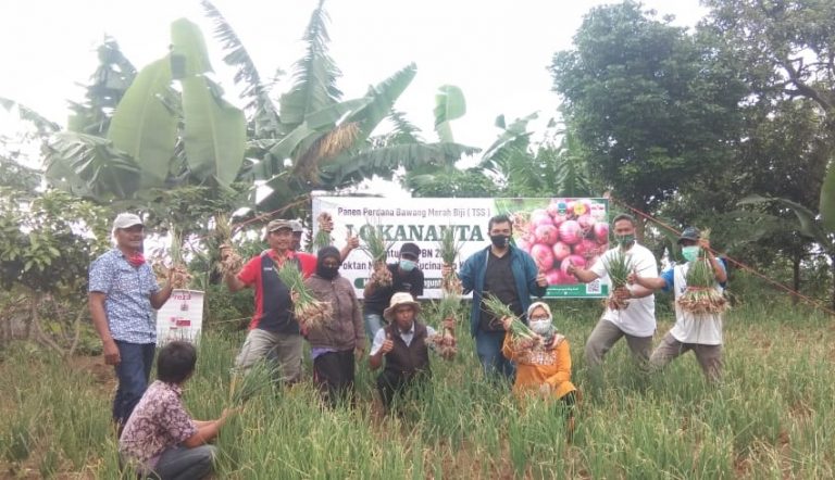 Petani Bawang Merah TTS