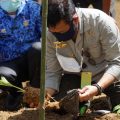 Kementan Garap 1.000 Hektare Lahan Porang di Kabupaten Pangkep