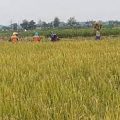 Petani Gerobogan Sambut Baik Komitmen Bersama Penyerapan Gabah