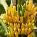 Kementan : Pisang Dapat Dikembangan Sebagai Pengganti Bahan Pangan Pokok
