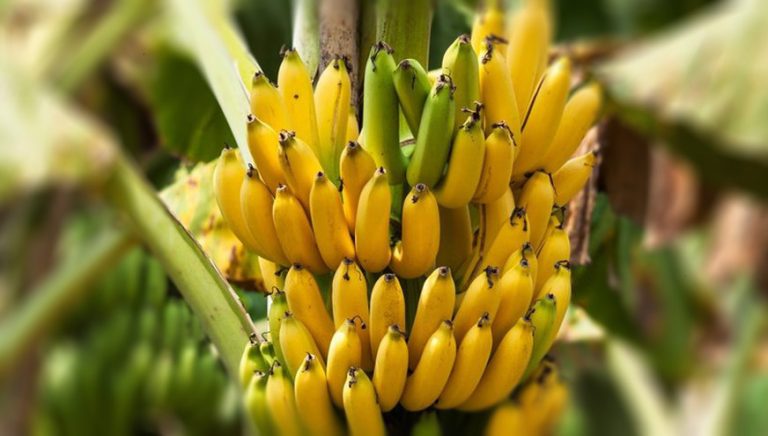 ilustrasi-pisang