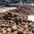 Petani :Meski Ada Dinamika Harga, Porang Lebih Menguntungkan