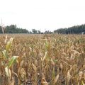 NTB dan Lampung Kini Bisa Produksi Jagung Bahan Industri Pangan