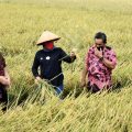 Bupati Indramayu: Perbaikan Irigasi Tingkatkan Produksi Padi