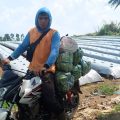 Kementan Kawal Sukabumi Amankan Pasokan Sayuran untuk Jakarta Selama PPKM