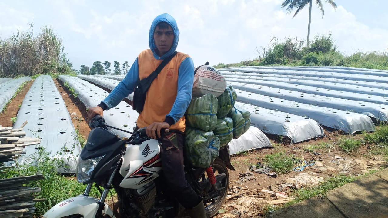 Petani Sayuran di Sukabumi
