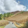 Stok Jagung Gorontalo Siap Pasok Kebutuhan Jagung Nasional