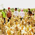 Panen Jagung Nusantara, Bukti Pasokan Jagung Melimpah