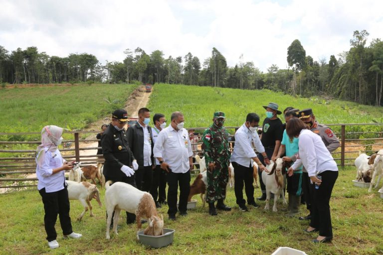 Menteri Pertanian (Mentan) Syahrul Yasin Limpo meninjau kegiatan panen Cempe Kambing Boer usia 4 bulan di Bulungan Mandiri Farm, Kalimantan Utara.