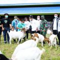 Menteri Pertanian (Mentan) Syahrul Yasin Limpo meninjau kegiatan panen Cempe Kambing Boer usia 4 bulan di Bulungan Mandiri Farm, Kalimantan Utara.