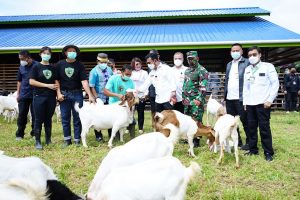 Menteri Pertanian (Mentan) Syahrul Yasin Limpo meninjau kegiatan panen Cempe Kambing Boer usia 4 bulan di Bulungan Mandiri Farm, Kalimantan Utara.
