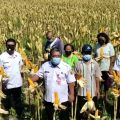 Grobogan Siap Suplai Kebutuhan Jagung Peternak
