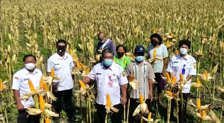 Kepala Dinas Pertanian Grobogan, Sunanto saat meninjau lokasi pertanian jagung di Grobogan Jawa Tengah.