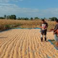 Kementan Kenalkan Tanam Kedelai dan Jagung Sistem Methuk