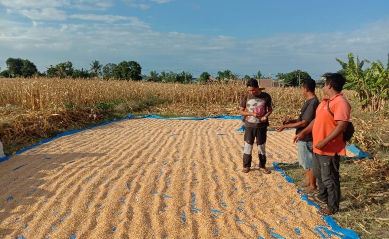 Panen Jagung -keuanganonline.id