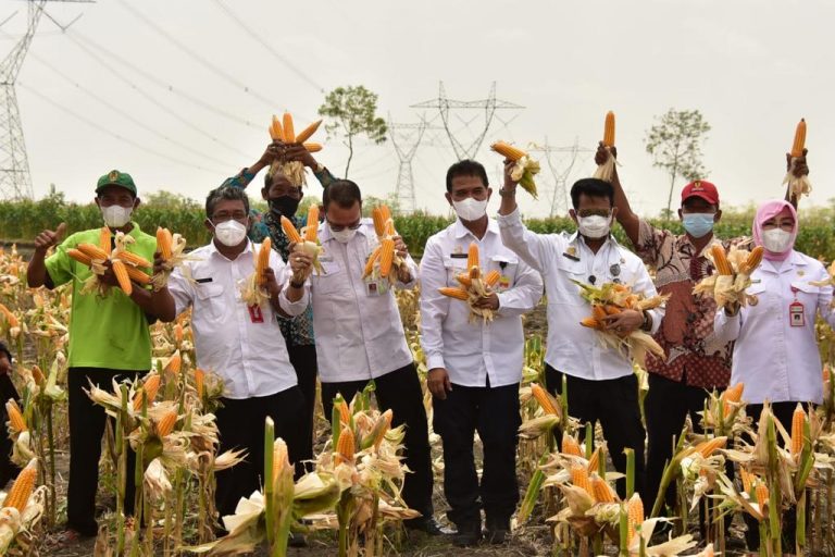 Menteri Pertanian Syahrul Yasin Limpo (Mentan SYL) bersama Bupati Grobogan Sri Sumarni pada acara panen jagung nusantara di Desa Banjarsari, Kecamatan Kradenan, Kabupaten Grobogan