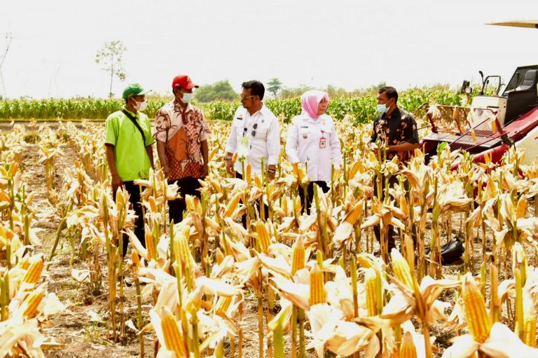 Menteri Pertanian Syahrul Yasin Limpo