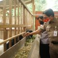PKU Kulon Progo Tanam Jagung untuk Pakan Ternak