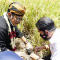 Luar Biasa Lahan Persawahan di Sukoharjo,  Bisa Panen Padi 4 Kali Setahun