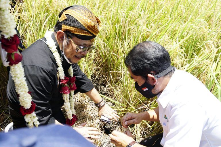 Menteri Pertanian Syahrul Yasin Limpo (Mentan SYL) melakukan panen padi di Desa Tegalsari, Kecamatam Weru, Kabupaten Sukoharjo, Selasa (12/10/2021)