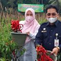 Plt. Kepala Badan Ketahanan Pangan Sarwo Edhy pada saat panen raya cabai bersama Bupati Pandeglang Irna Narulita dan Kelompok Tani Sri Tani, penerima bantuan pemerintah Pertanian Keluarga yang berlokasi di Desa Teluk Kecamatan Labuhan, Pandeglang Banten pada Rabu (13/10/2021).