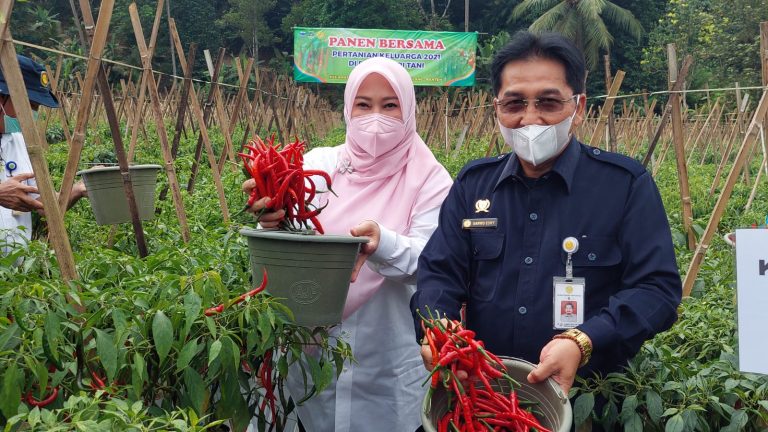 Plt. Kepala Badan Ketahanan Pangan Sarwo Edhy pada saat panen raya cabai bersama Bupati Pandeglang Irna Narulita dan Kelompok Tani Sri Tani, penerima bantuan pemerintah Pertanian Keluarga yang berlokasi di Desa Teluk Kecamatan Labuhan, Pandeglang Banten pada Rabu (13/10/2021).