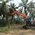 Mentan Dorong Percepatan Peremajaan Sawit di Jambi