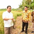 Kementan Genjot Produksi Beras di Papua Lewat Kemandirian Benih
