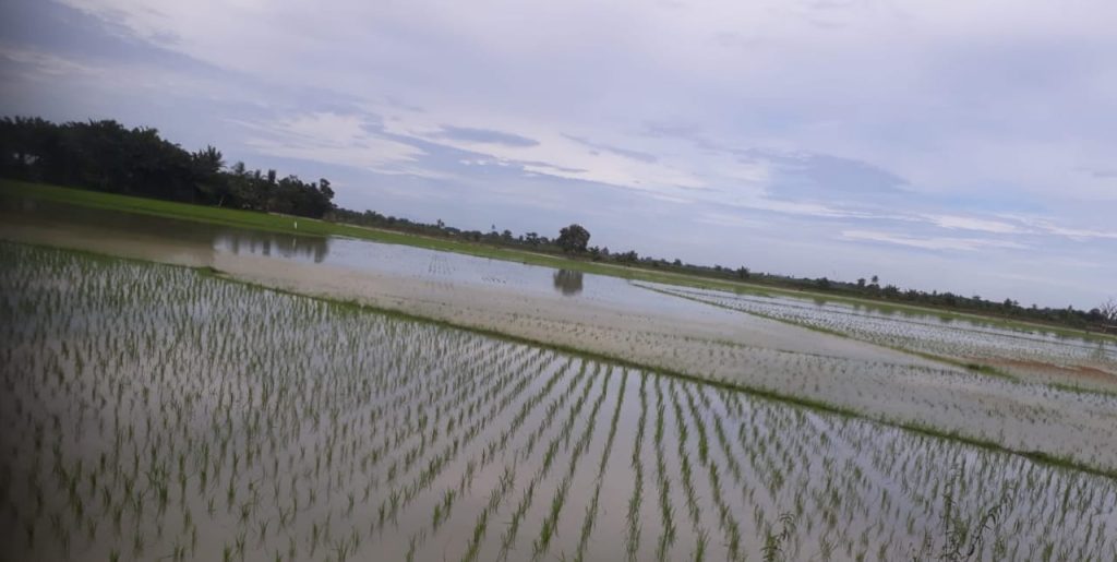 Varietas Tahan Genangan Antisipasi Badai La Nina - keuanganonline.id