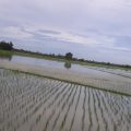 Varietas Tahan Genangan Antisipasi Badai La Nina - keuanganonline.id