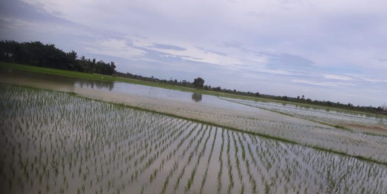 Varietas Tahan Genangan Antisipasi Badai La Nina - keuanganonline.id