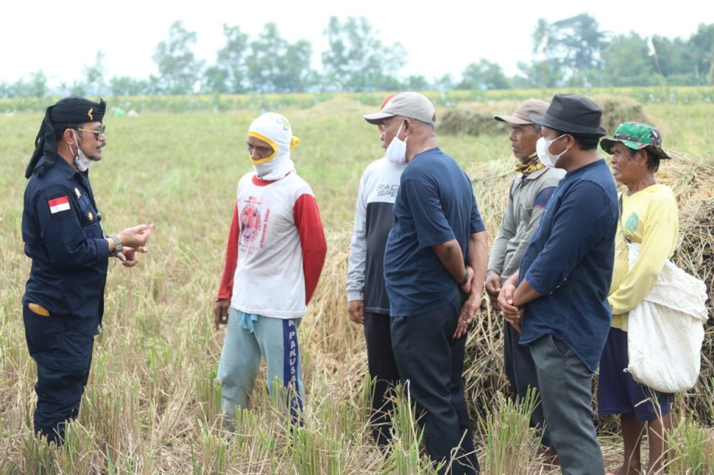 Mentan Syahrul Yasin Limpo saat mengikuti panen raya di Desa Gombongsari, Kecamatan Rawamerta, Kabupaten Karawang, Jawa Barat, Sabtu (13/11/2021).