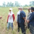 Mentan Dorong Kabupaten Karawang Jadi Percontohan Tiga Kali Panen