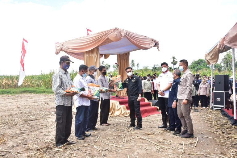 Mentan Syahrul Yasin Limpo (Mentan SYL)  pada acara panen jagung dengan produktivitas 6 ton perhektar bersama Bupati Gowa di Desa Katangka, Kecamatan Bontonompo, Kabupaten Gowa pada hamparan seluas 250 hektar, Minggu (28/11/2021).