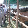 Mentan Dorong Provinsi Lampung Hasilkan 300.000 Bibit Sapi