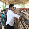 Resmikan Pabrik Pakan di Sidrap, Mentan Dorong Ekosistem Budi Daya dan Usaha Menguntungkan