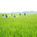 Gerakan Pengendalian Organisme Pengganggu Tumbuhan (Gerdal OPT) dan Gerakan Penanganan Dampak Perubahan Iklim (Gernang DPI) di Desa Tanjungrasa Kecamatan Patokbeusi Kabupaten Subang, Selasa (25/1/2022).