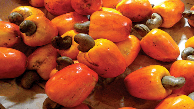 Flora-Jambu-Monyet-Simpan-Segudang-Manfaat-Bernilai-Ekonomi-Tinggi