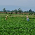 Para Penangkar Benih di Jawa Tengah dan Jawa Timur Optimis Bisa Penuhi Produksi Kedelai Lokal