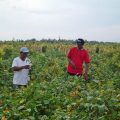 Petani Gaspol Tanam Kedelai Lokal Asal Ada Jaminan Harga dan Pasar