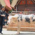 Mentan Syahrul: Sektor Pertanian Toraja Adalah Aset Dunia