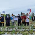 Panen Perdana Bawang Merah Food Estate di Kabupaten Wonosobo