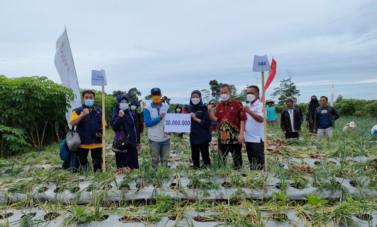 Panen Perdana Bawang Merah Food Estate di Kabupaten Wonosobo
