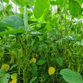 Upaya Kementan Tingkatkan Produktivitas Dorong Petani Tanam Kedelai